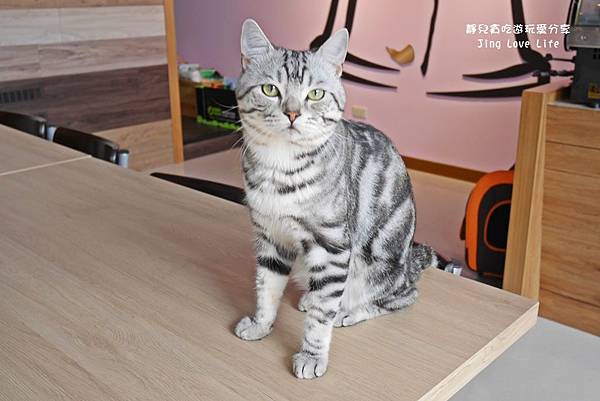 ★食★桃園→【卡爾特Chartreux Café】貓奴必訪超療癒貓咪餐廳❤早午餐、下午茶 @靜兒貪吃遊玩愛分享 ★食★桃園→【卡爾特Chartreux Café】貓奴必訪超療癒貓咪餐廳❤早午餐、下午茶 @靜兒貪吃遊玩愛分享