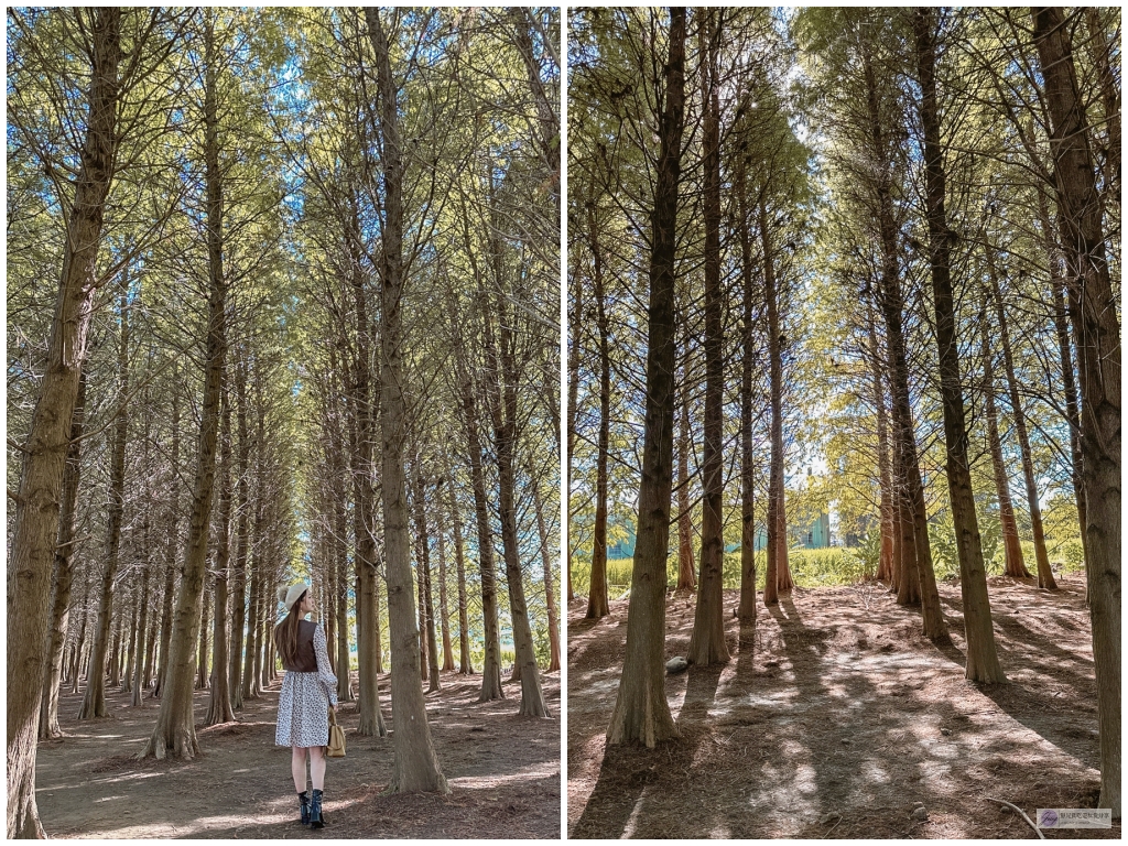 桃園大溪景點-南興落羽松-打卡秘境景點!3公頃落羽松森林,3000棵樹超級壯觀 @靜兒貪吃遊玩愛分享 桃園大溪景點-南興落羽松-打卡秘境景點!3公頃落羽松森林,3000棵樹超級壯觀 @靜兒貪吃遊玩愛分享