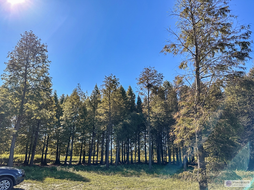 桃園大溪景點-南興落羽松-打卡秘境景點!3公頃落羽松森林,3000棵樹超級壯觀 @靜兒貪吃遊玩愛分享 桃園大溪景點-南興落羽松-打卡秘境景點!3公頃落羽松森林,3000棵樹超級壯觀 @靜兒貪吃遊玩愛分享