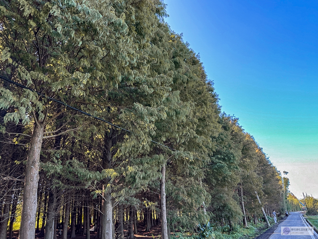 桃園大溪景點-南興落羽松-打卡秘境景點!3公頃落羽松森林,3000棵樹超級壯觀 @靜兒貪吃遊玩愛分享 桃園大溪景點-南興落羽松-打卡秘境景點!3公頃落羽松森林,3000棵樹超級壯觀 @靜兒貪吃遊玩愛分享