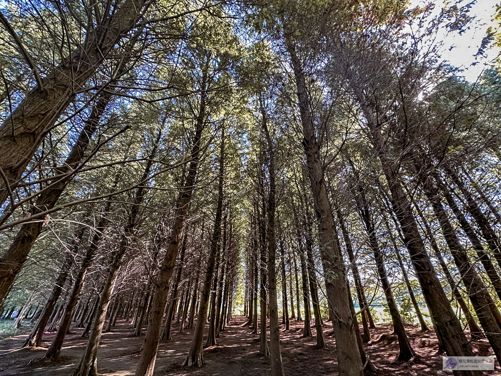 桃園大溪景點-南興落羽松-打卡秘境景點!3公頃落羽松森林,3000棵樹超級壯觀 @靜兒貪吃遊玩愛分享 桃園大溪景點-南興落羽松-打卡秘境景點!3公頃落羽松森林,3000棵樹超級壯觀 @靜兒貪吃遊玩愛分享