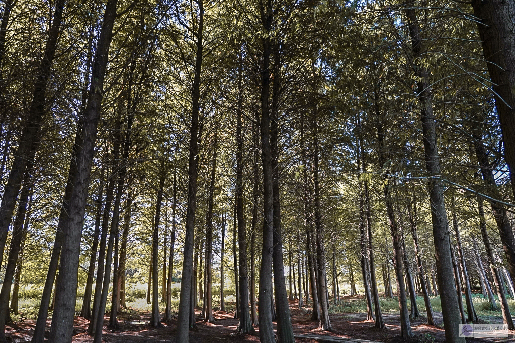 桃園大溪景點-南興落羽松-打卡秘境景點!3公頃落羽松森林,3000棵樹超級壯觀 @靜兒貪吃遊玩愛分享 桃園大溪景點-南興落羽松-打卡秘境景點!3公頃落羽松森林,3000棵樹超級壯觀 @靜兒貪吃遊玩愛分享