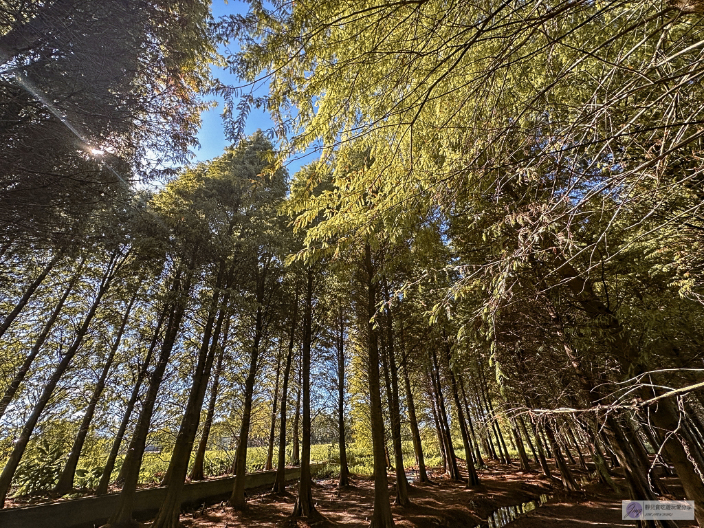 桃園大溪景點-南興落羽松-打卡秘境景點!3公頃落羽松森林,3000棵樹超級壯觀 @靜兒貪吃遊玩愛分享 桃園大溪景點-南興落羽松-打卡秘境景點!3公頃落羽松森林,3000棵樹超級壯觀 @靜兒貪吃遊玩愛分享