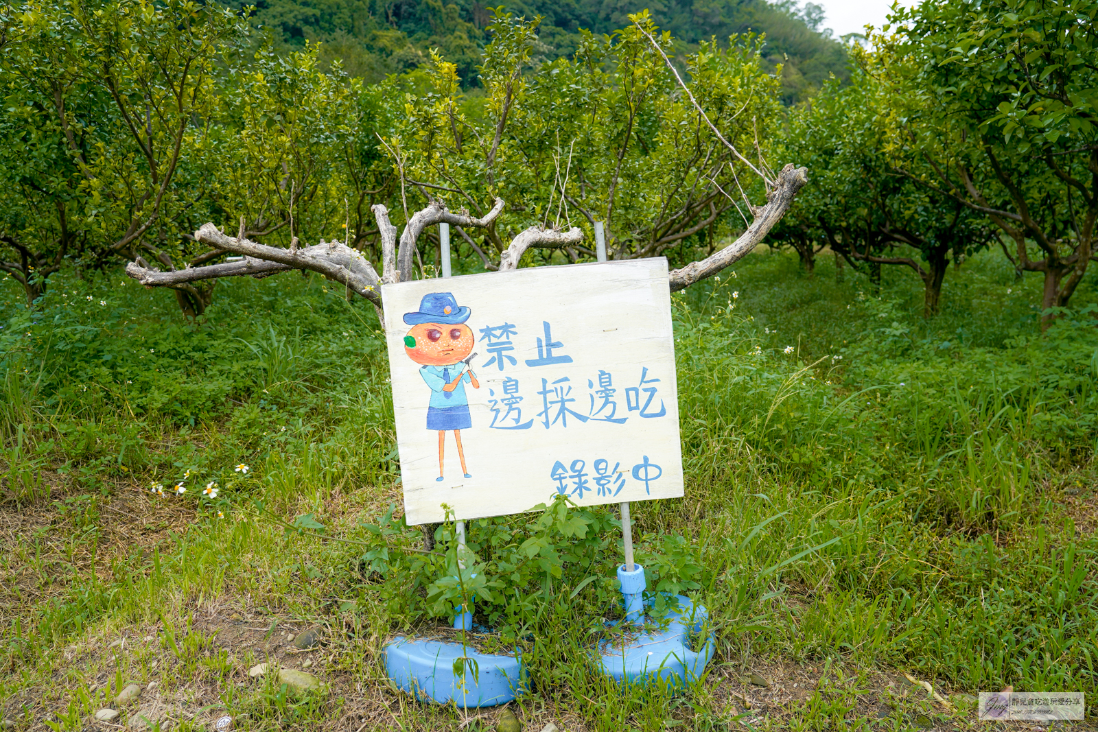 桃園龍潭美食-青山吉田-隱藏在橘子園裡!預約制,走進宮崎駿童話秘境小屋,寵物友善/鄰近小人國主題樂園 @靜兒貪吃遊玩愛分享 桃園龍潭美食-青山吉田-隱藏在橘子園裡!預約制,走進宮崎駿童話秘境小屋,寵物友善/鄰近小人國主題樂園 @靜兒貪吃遊玩愛分享