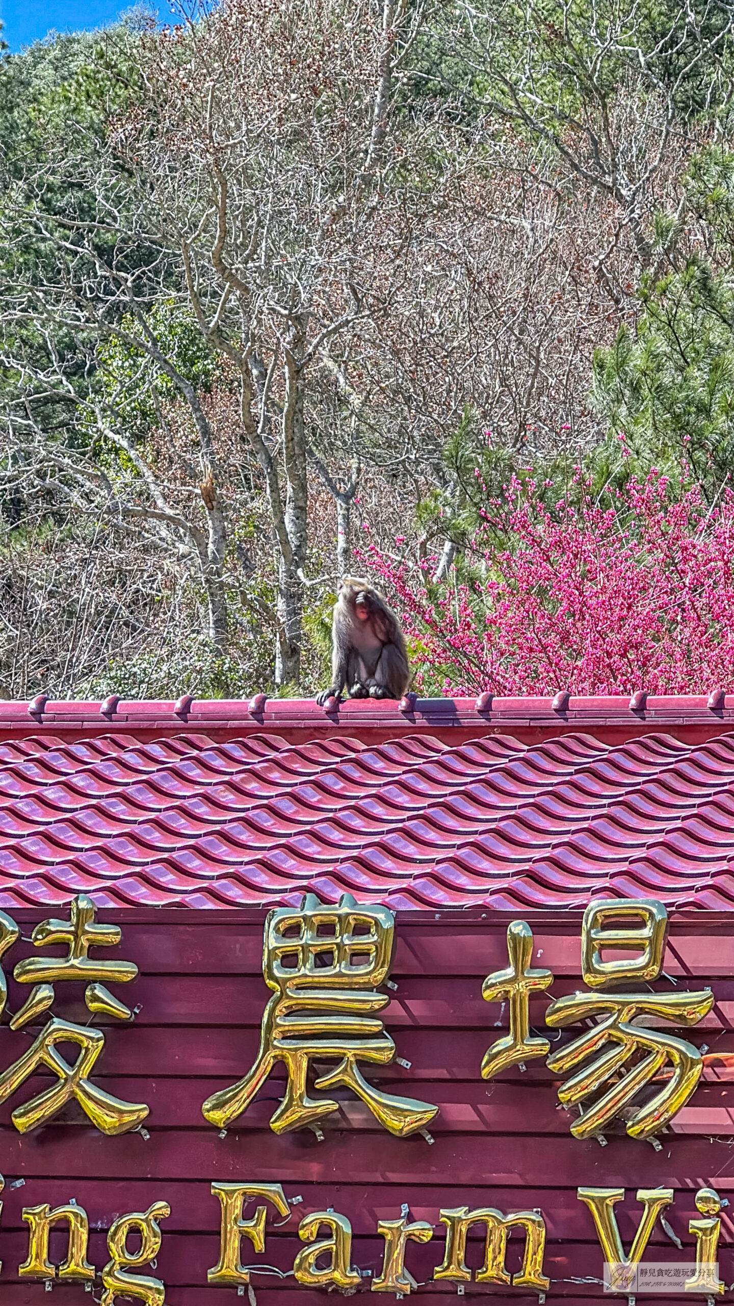 武陵農場-漫天粉櫻美景!多達20品種櫻花綻放的仙境粉紅森林,武陵賞櫻花季、門票、交通攻略 @靜兒貪吃遊玩愛分享 武陵農場-漫天粉櫻美景!多達20品種櫻花綻放的仙境粉紅森林,武陵賞櫻花季、門票、交通攻略 @靜兒貪吃遊玩愛分享