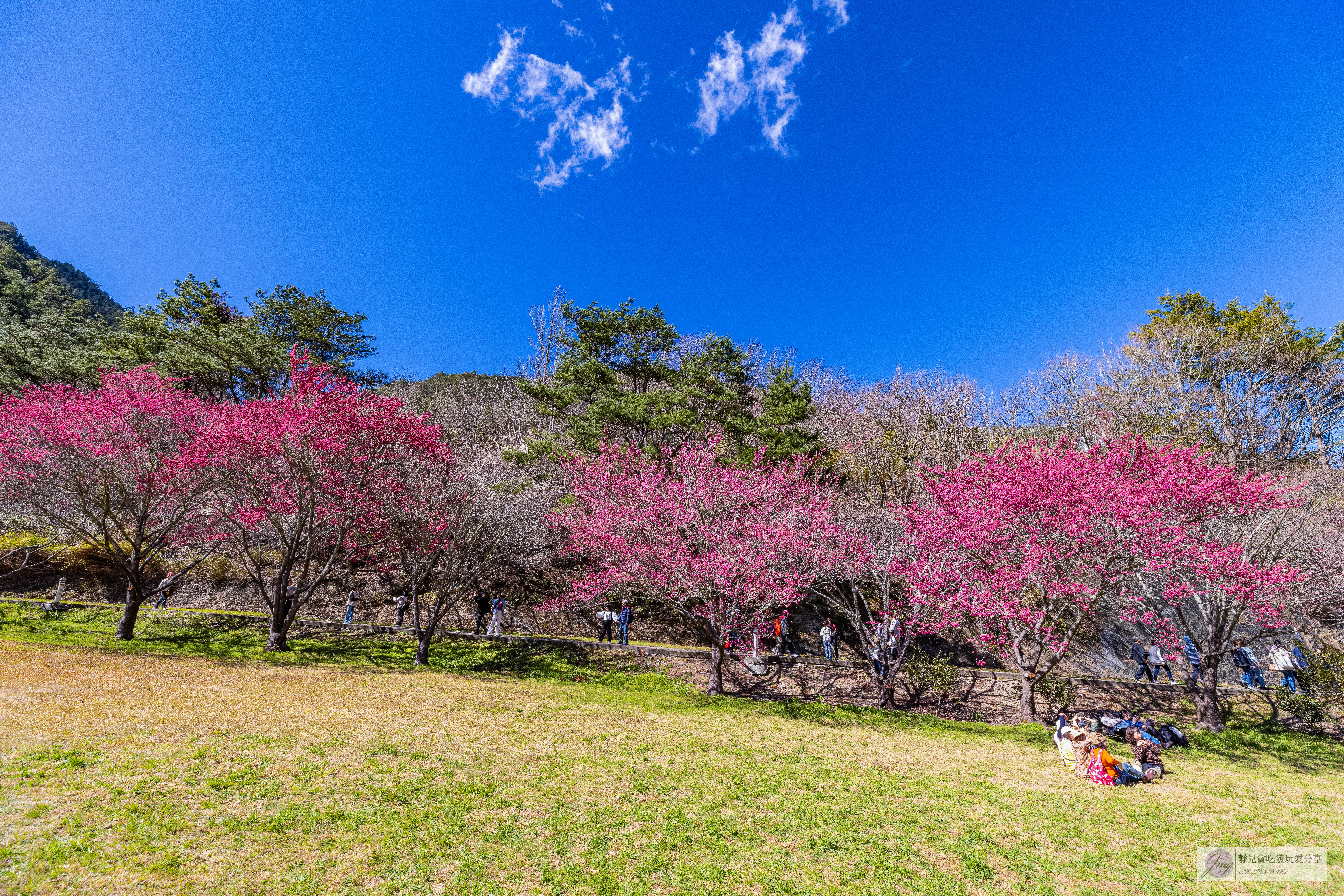 武陵農場-漫天粉櫻美景!多達20品種櫻花綻放的仙境粉紅森林,武陵賞櫻花季、門票、交通攻略 @靜兒貪吃遊玩愛分享 武陵農場-漫天粉櫻美景!多達20品種櫻花綻放的仙境粉紅森林,武陵賞櫻花季、門票、交通攻略 @靜兒貪吃遊玩愛分享