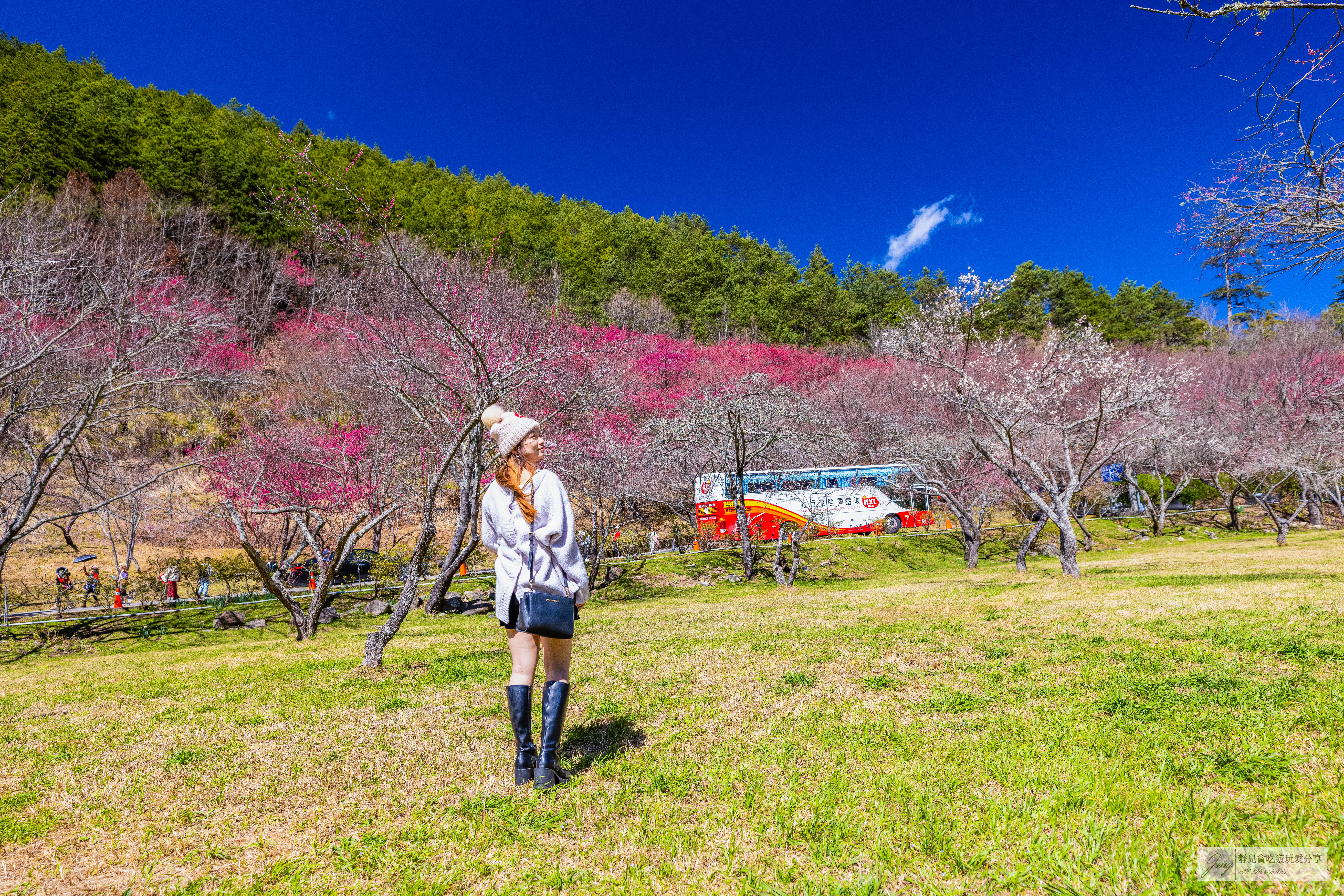 武陵農場-漫天粉櫻美景！多達20品種櫻花綻放的仙境粉紅森林，武陵賞櫻花季、門票、交通攻略 @靜兒貪吃遊玩愛分享