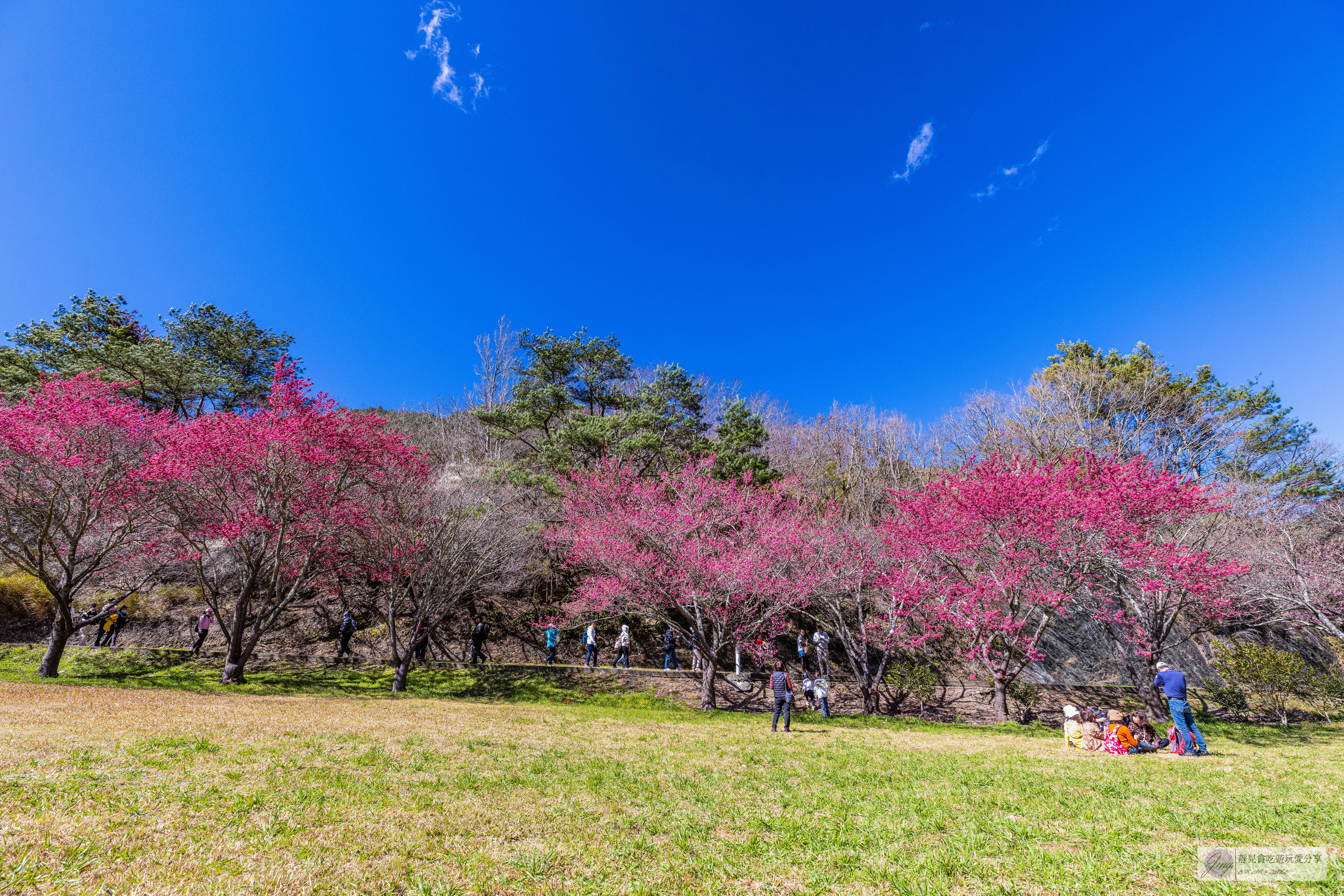武陵農場-漫天粉櫻美景！多達20品種櫻花綻放的仙境粉紅森林，武陵賞櫻花季、門票、交通攻略 @靜兒貪吃遊玩愛分享