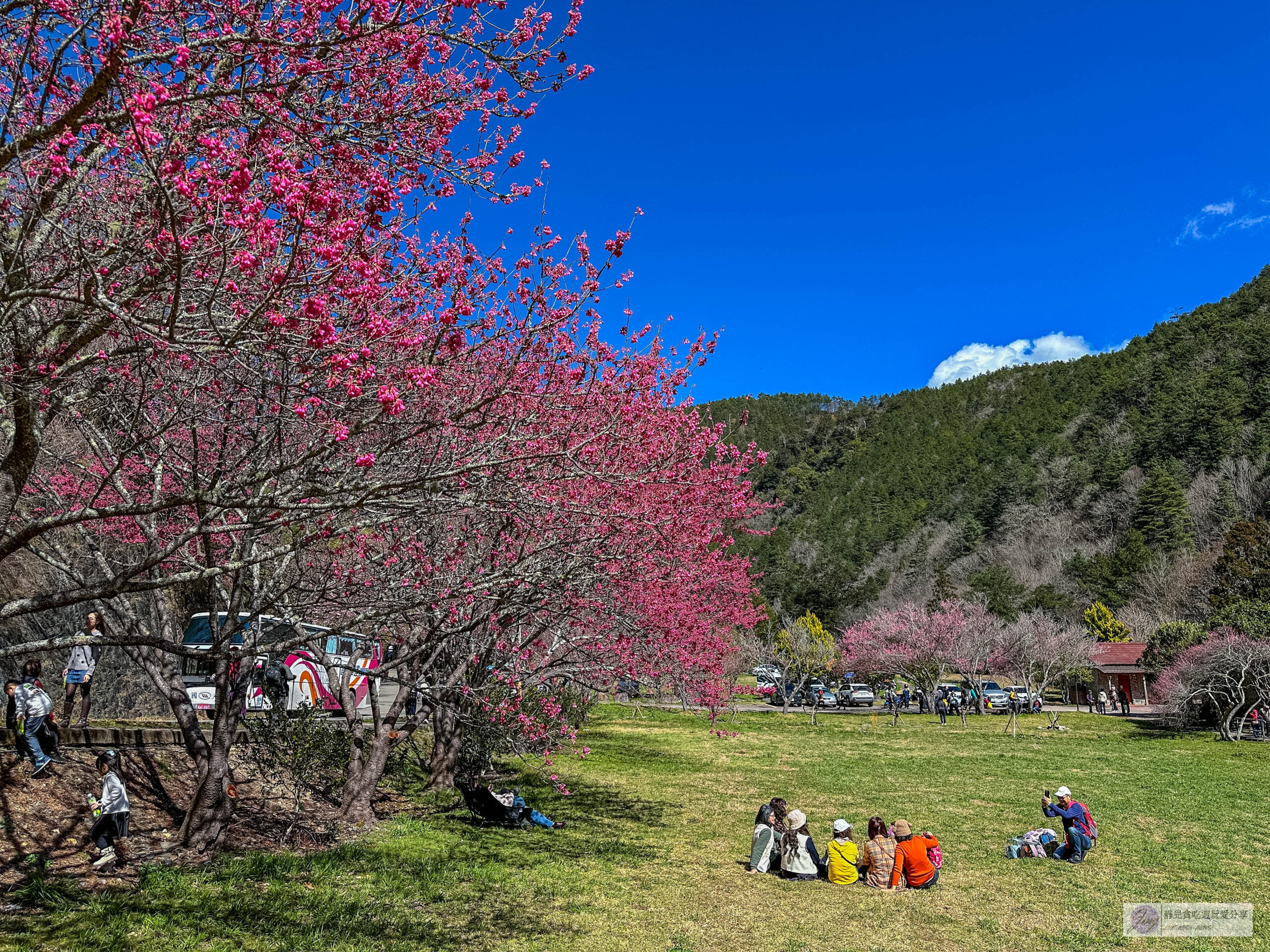 武陵農場-漫天粉櫻美景！多達20品種櫻花綻放的仙境粉紅森林，武陵賞櫻花季、門票、交通攻略 @靜兒貪吃遊玩愛分享