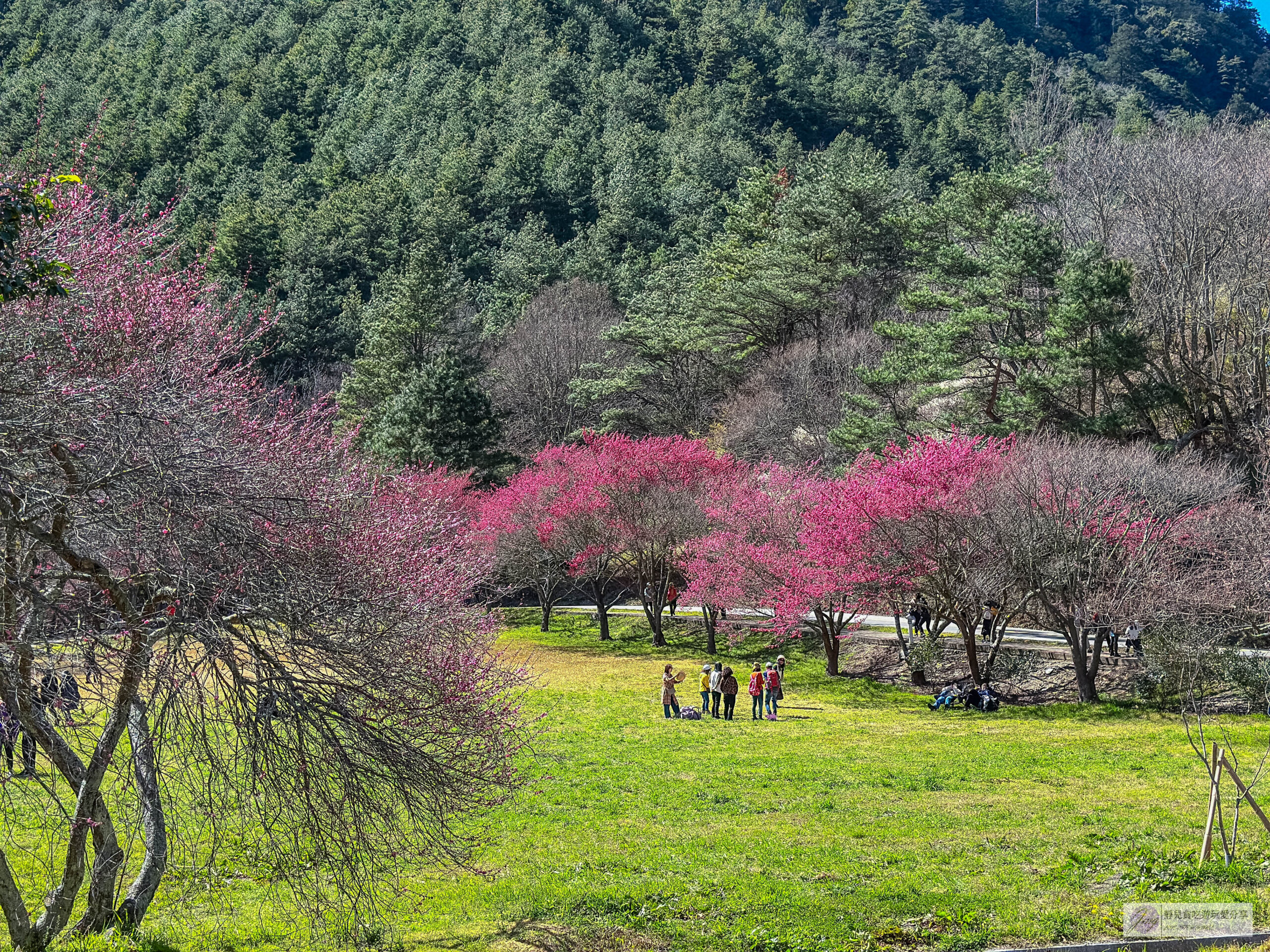 武陵農場-漫天粉櫻美景!多達20品種櫻花綻放的仙境粉紅森林,武陵賞櫻花季、門票、交通攻略 @靜兒貪吃遊玩愛分享 武陵農場-漫天粉櫻美景!多達20品種櫻花綻放的仙境粉紅森林,武陵賞櫻花季、門票、交通攻略 @靜兒貪吃遊玩愛分享