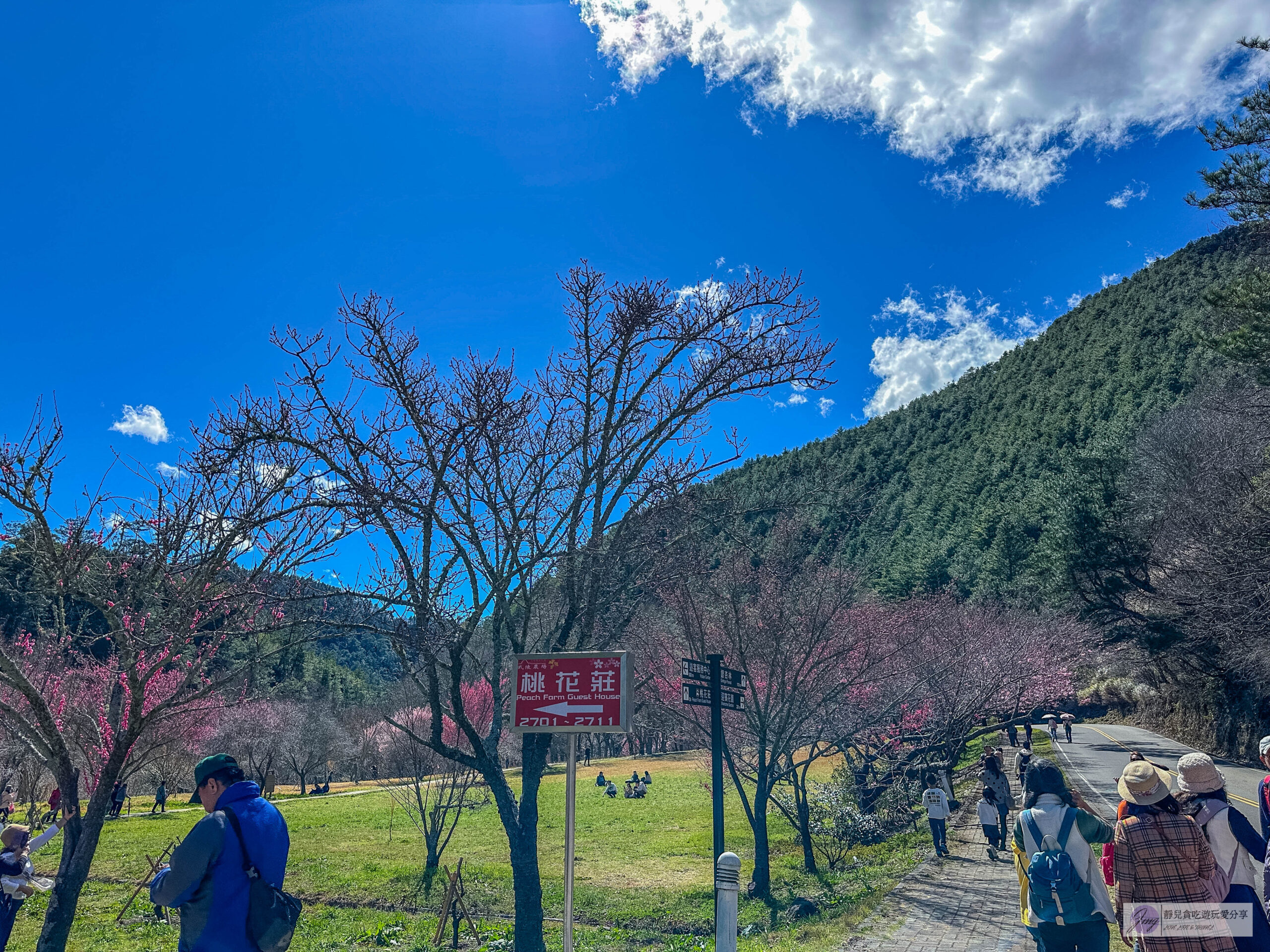 武陵農場-漫天粉櫻美景！多達20品種櫻花綻放的仙境粉紅森林，武陵賞櫻花季、門票、交通攻略 @靜兒貪吃遊玩愛分享