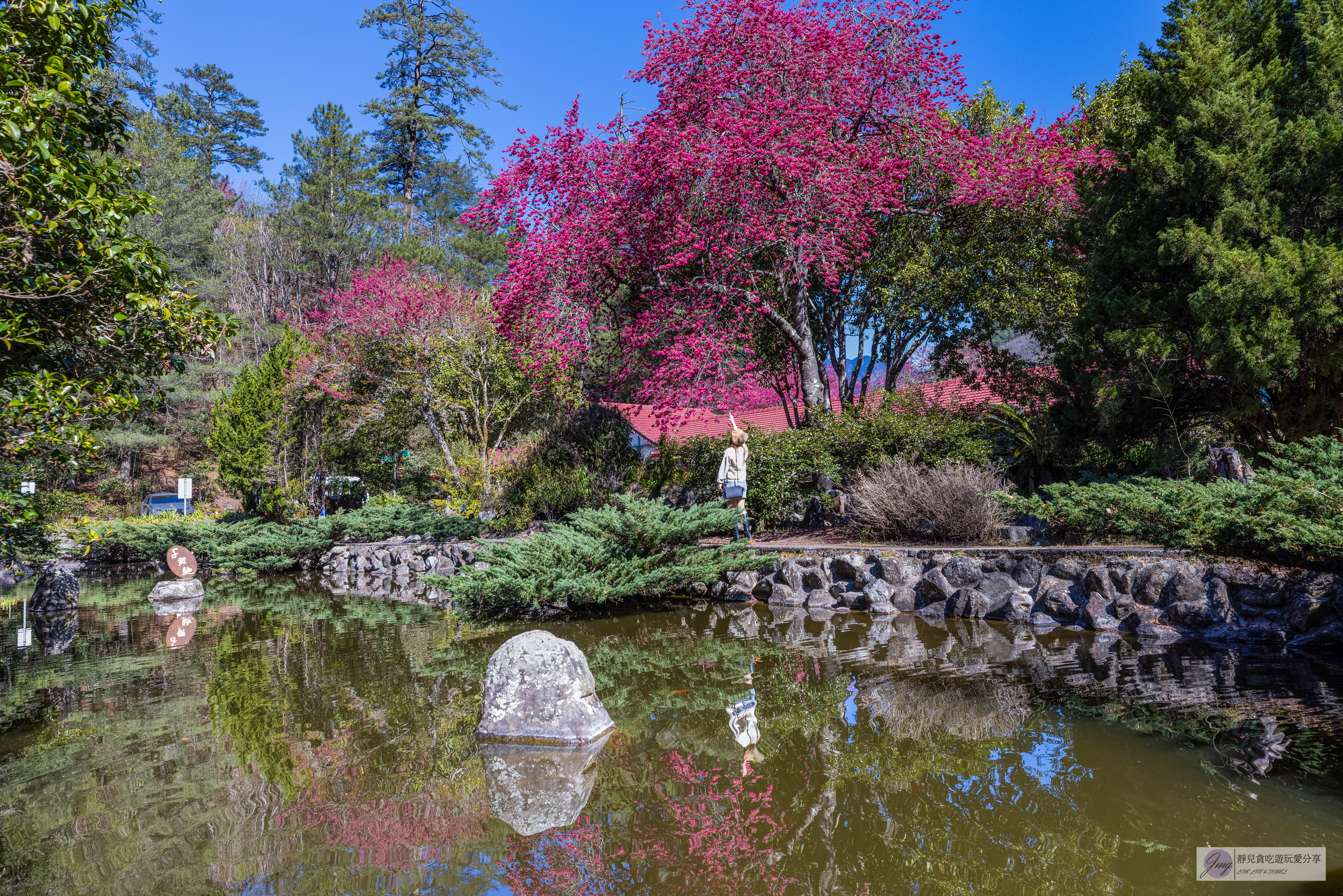 武陵農場-漫天粉櫻美景！多達20品種櫻花綻放的仙境粉紅森林，武陵賞櫻花季、門票、交通攻略 @靜兒貪吃遊玩愛分享