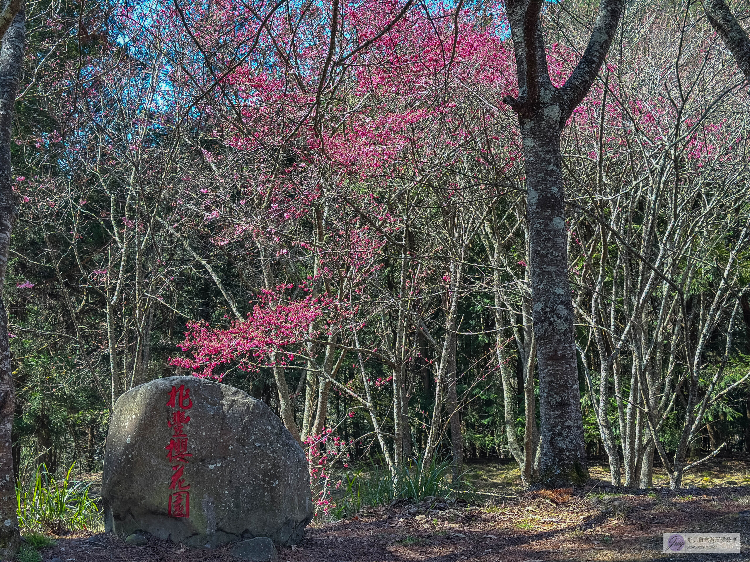 武陵農場-漫天粉櫻美景！多達20品種櫻花綻放的仙境粉紅森林，武陵賞櫻花季、門票、交通攻略 @靜兒貪吃遊玩愛分享