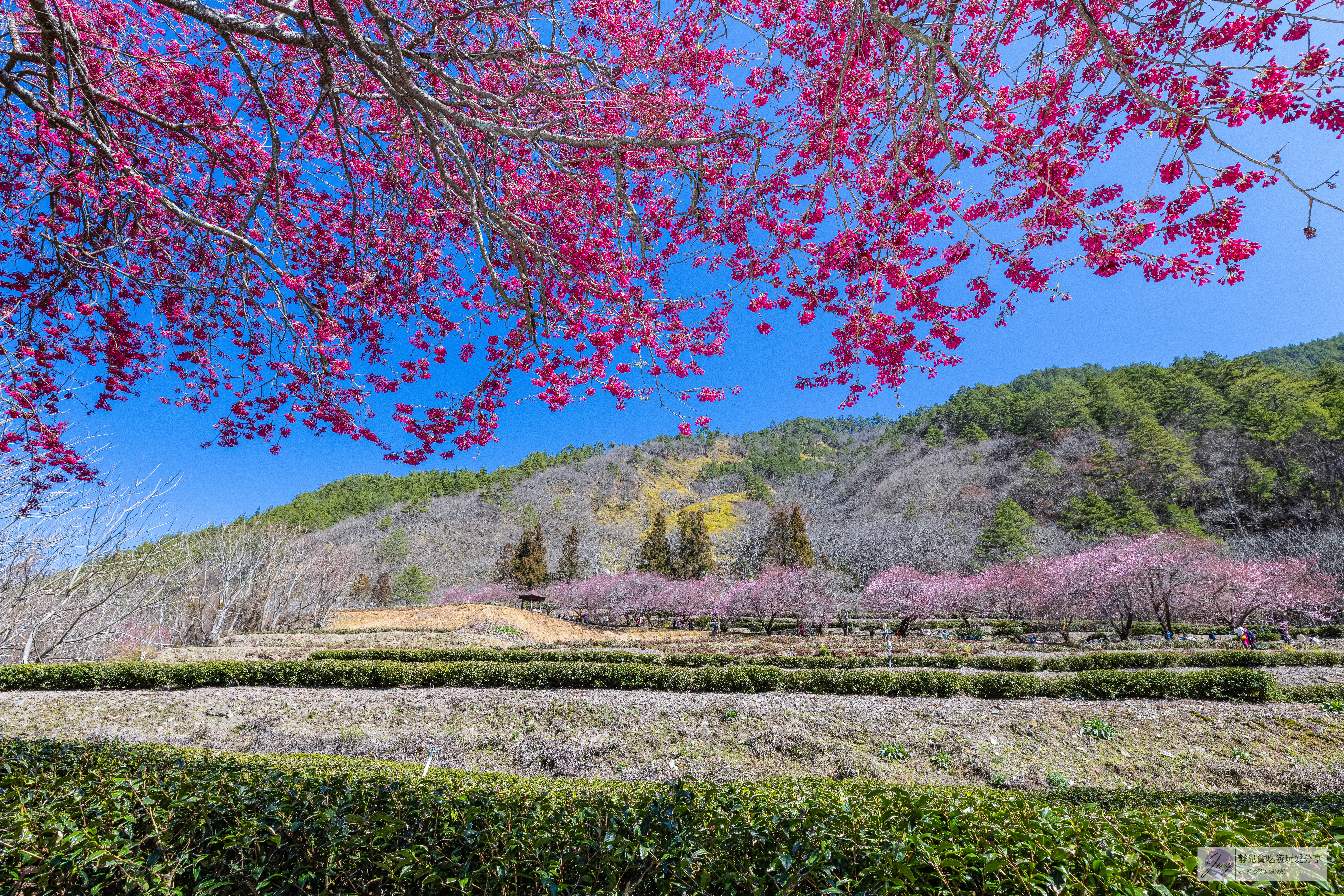 武陵農場-漫天粉櫻美景！多達20品種櫻花綻放的仙境粉紅森林，武陵賞櫻花季、門票、交通攻略 @靜兒貪吃遊玩愛分享