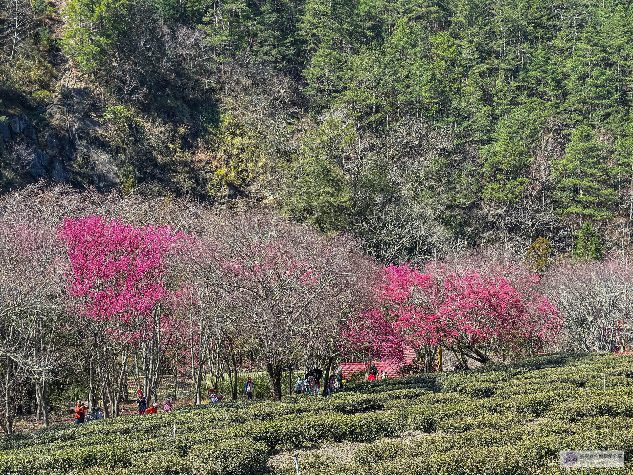 武陵農場-漫天粉櫻美景!多達20品種櫻花綻放的仙境粉紅森林,武陵賞櫻花季、門票、交通攻略 @靜兒貪吃遊玩愛分享 武陵農場-漫天粉櫻美景!多達20品種櫻花綻放的仙境粉紅森林,武陵賞櫻花季、門票、交通攻略 @靜兒貪吃遊玩愛分享