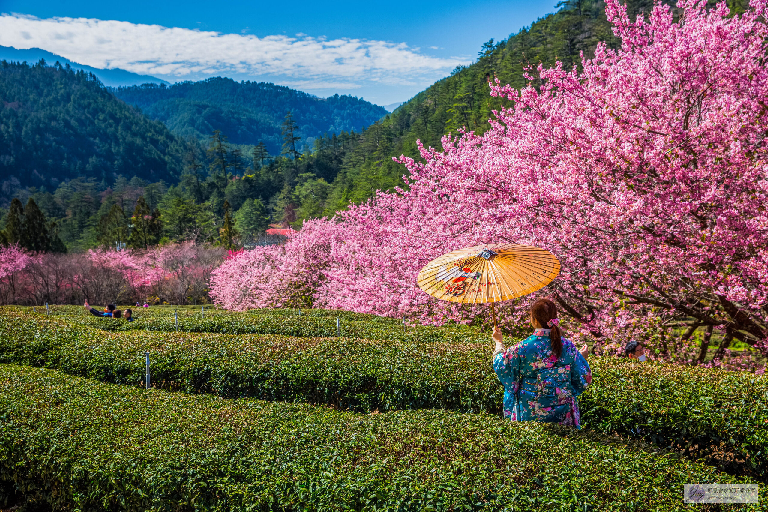 武陵農場-漫天粉櫻美景！多達20品種櫻花綻放的仙境粉紅森林，武陵賞櫻花季、門票、交通攻略 @靜兒貪吃遊玩愛分享