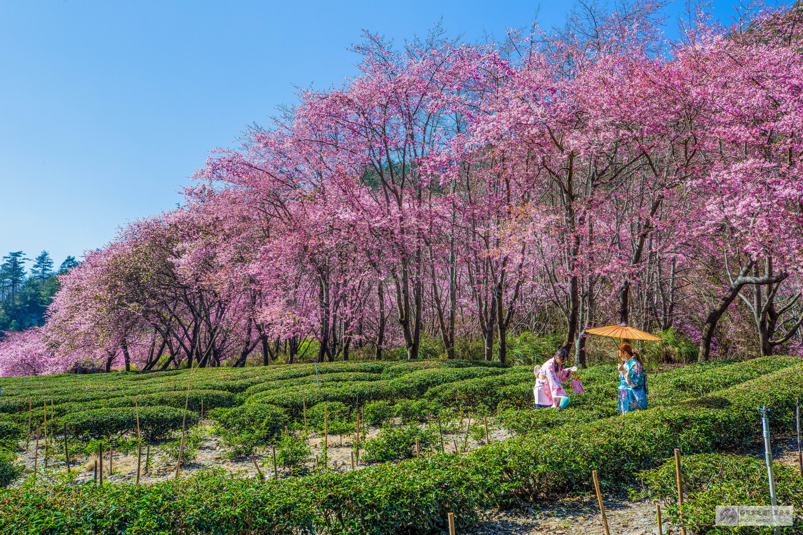 武陵農場-漫天粉櫻美景!多達20品種櫻花綻放的仙境粉紅森林,武陵賞櫻花季、門票、交通攻略 @靜兒貪吃遊玩愛分享 武陵農場-漫天粉櫻美景!多達20品種櫻花綻放的仙境粉紅森林,武陵賞櫻花季、門票、交通攻略 @靜兒貪吃遊玩愛分享