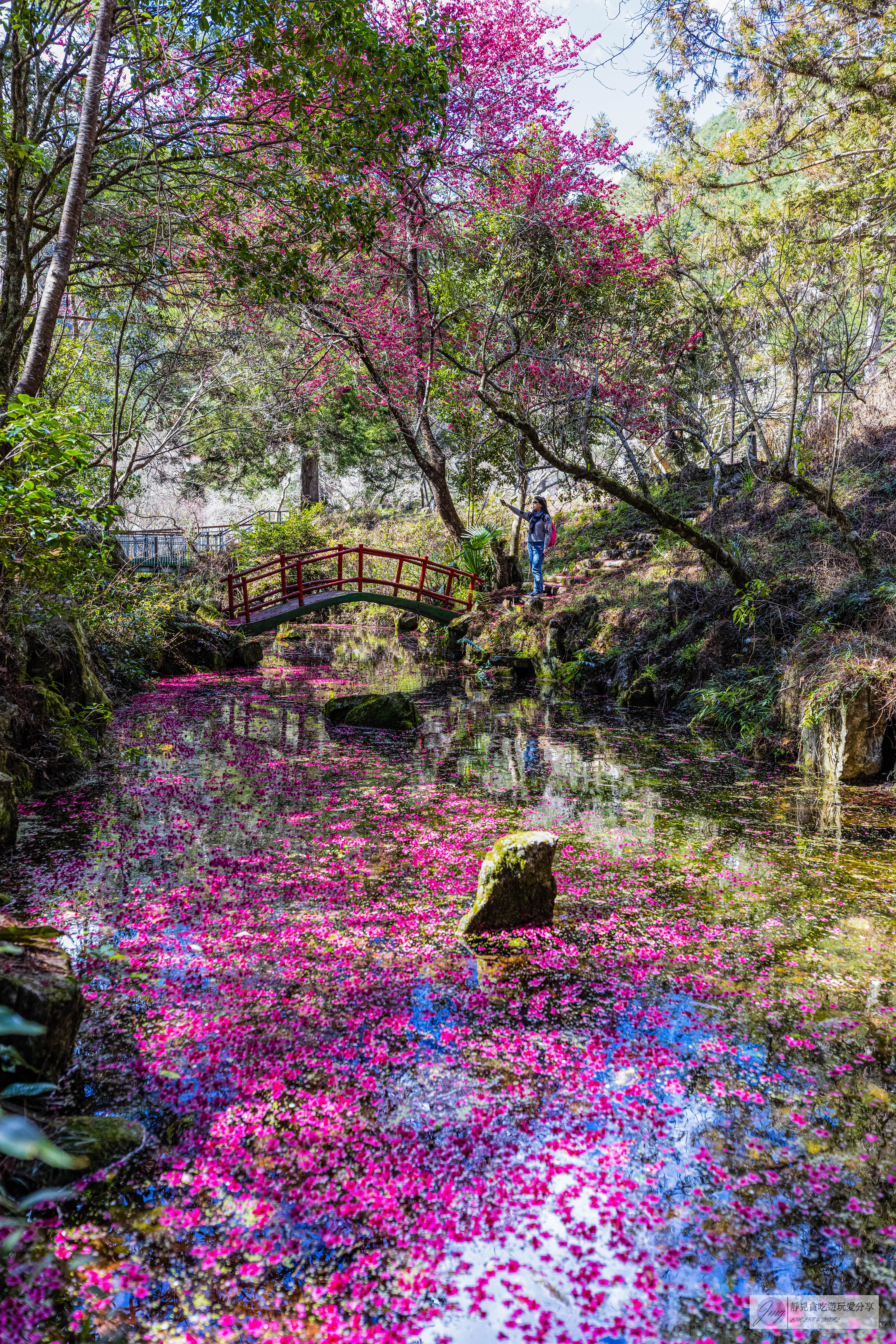 武陵農場-漫天粉櫻美景！多達20品種櫻花綻放的仙境粉紅森林，武陵賞櫻花季、門票、交通攻略 @靜兒貪吃遊玩愛分享