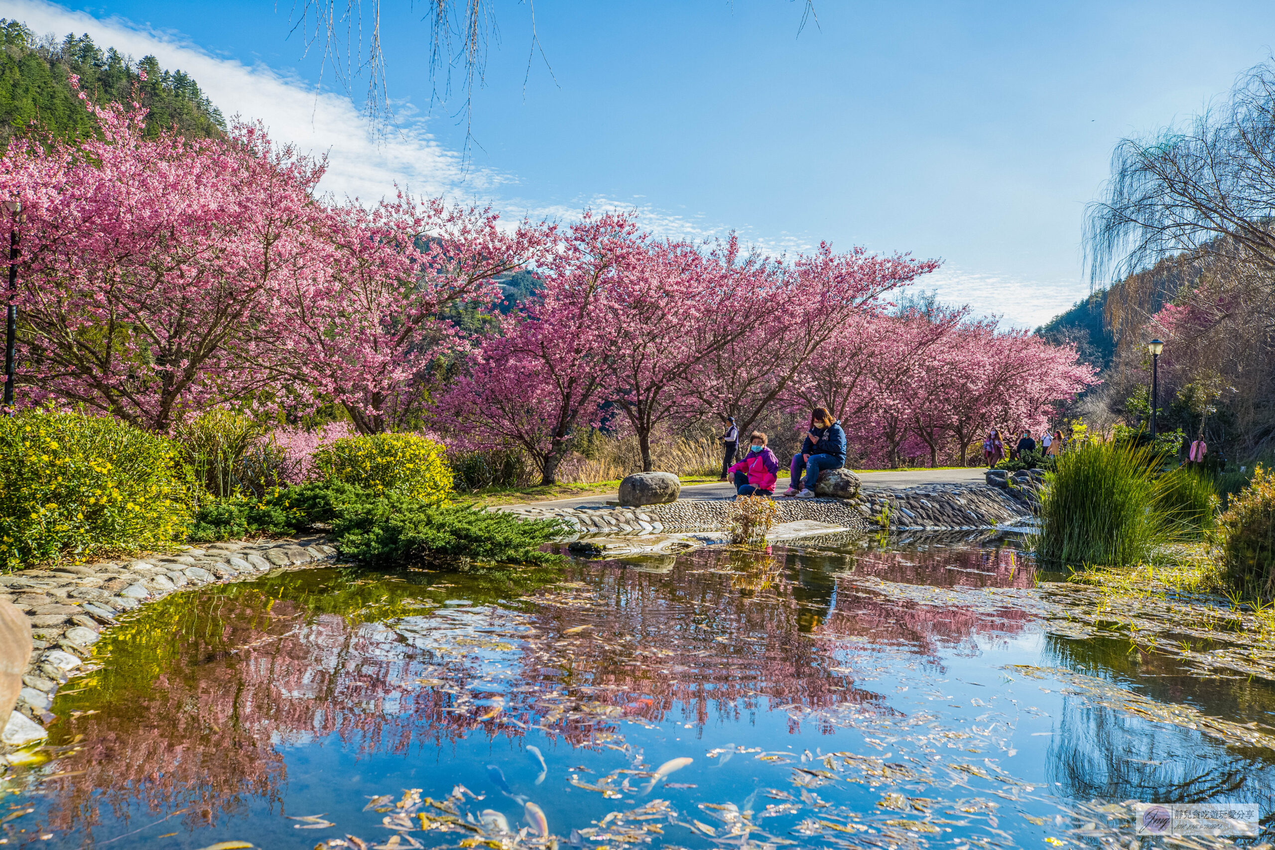 武陵農場-漫天粉櫻美景！多達20品種櫻花綻放的仙境粉紅森林，武陵賞櫻花季、門票、交通攻略 @靜兒貪吃遊玩愛分享