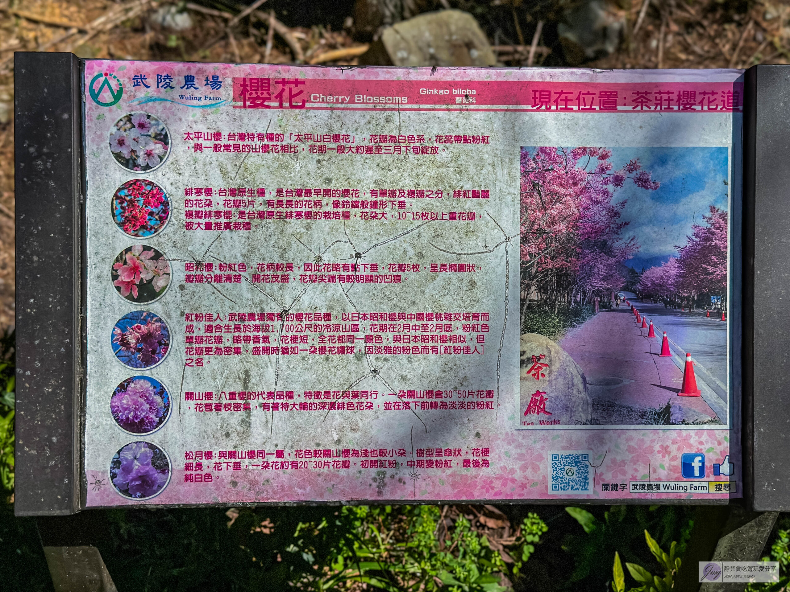 武陵農場-漫天粉櫻美景!多達20品種櫻花綻放的仙境粉紅森林,武陵賞櫻花季、門票、交通攻略 @靜兒貪吃遊玩愛分享 武陵農場-漫天粉櫻美景!多達20品種櫻花綻放的仙境粉紅森林,武陵賞櫻花季、門票、交通攻略 @靜兒貪吃遊玩愛分享