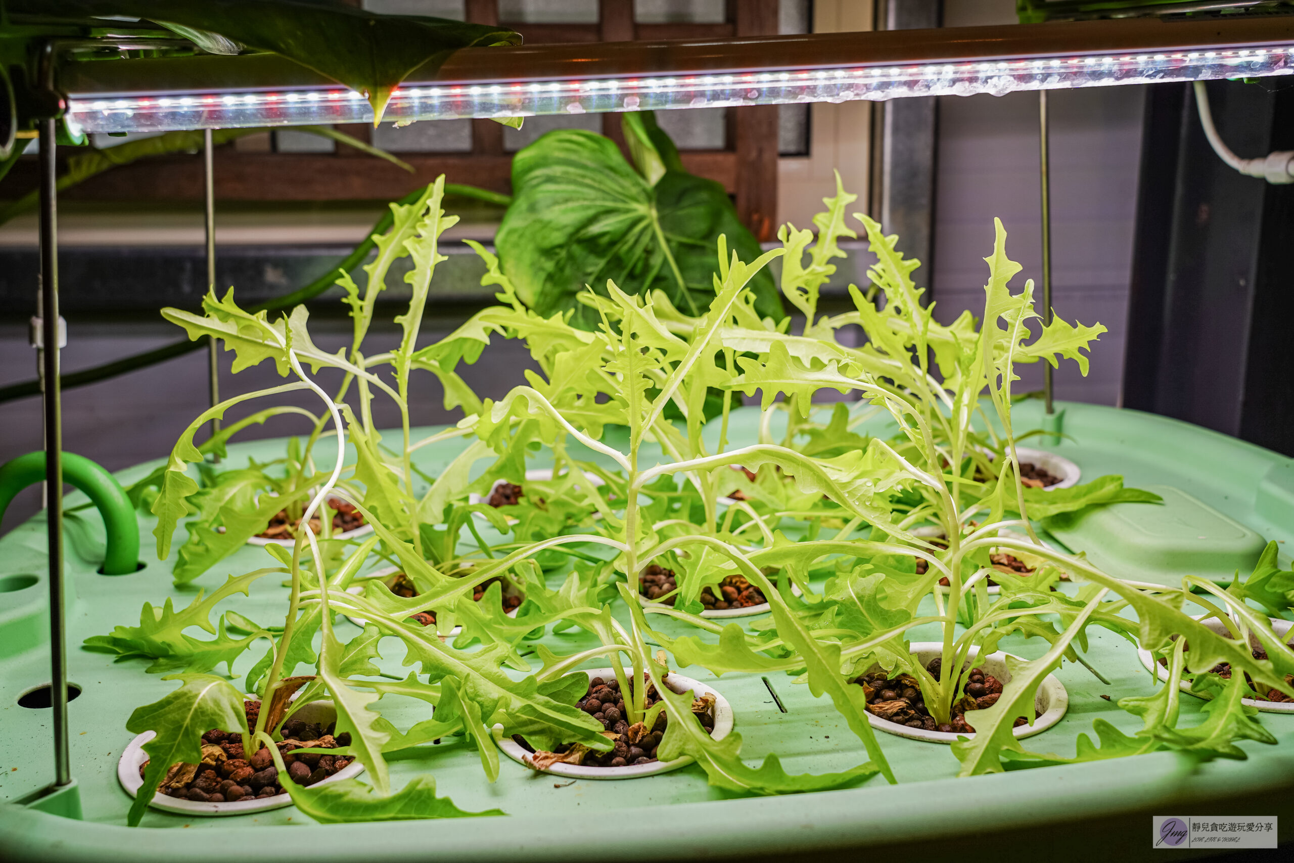 NÉVÉ 那味豆花-植物園裡吃冰!內用限定炙燒脆皮豆花,韓式雪冰料超滿 @靜兒貪吃遊玩愛分享 NÉVÉ 那味豆花-植物園裡吃冰!內用限定炙燒脆皮豆花,韓式雪冰料超滿 @靜兒貪吃遊玩愛分享