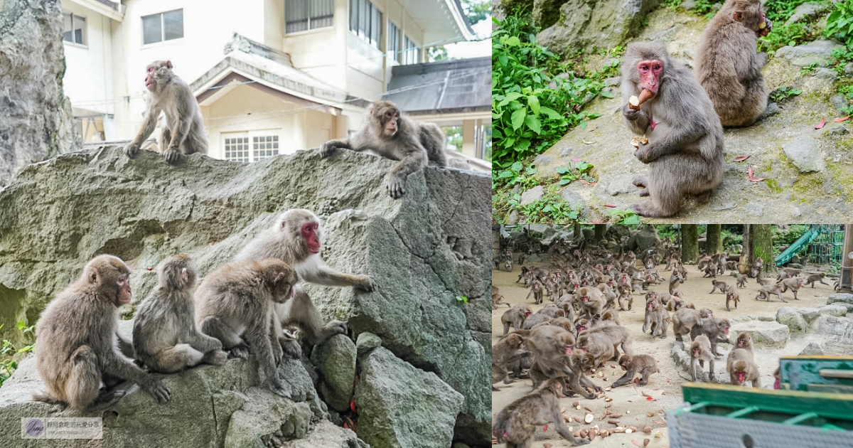 高崎山自然動物園-在地72年！近距離觀察上千隻野生日本獼猴，地瓜餵食秀超有趣/大分親子景點 @靜兒貪吃遊玩愛分享