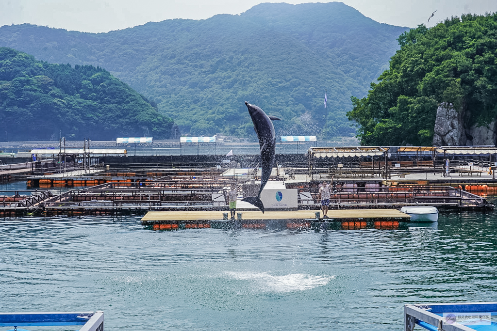 津久見海豚島-療癒系景點！近距離與海豚合影、餵食、玩耍，還能實現跟海豚共游/大分親子景點 @靜兒貪吃遊玩愛分享