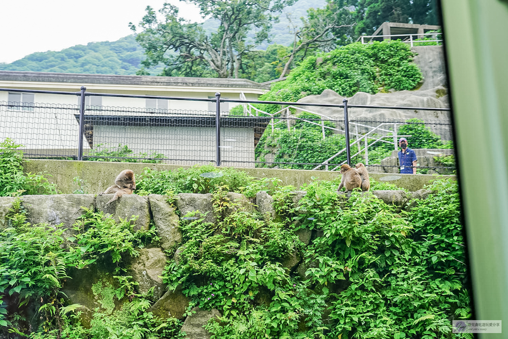 高崎山自然動物園-在地72年!近距離觀察上千隻野生日本獼猴,地瓜餵食秀超有趣/大分親子景點 @靜兒貪吃遊玩愛分享 高崎山自然動物園-在地72年!近距離觀察上千隻野生日本獼猴,地瓜餵食秀超有趣/大分親子景點 @靜兒貪吃遊玩愛分享