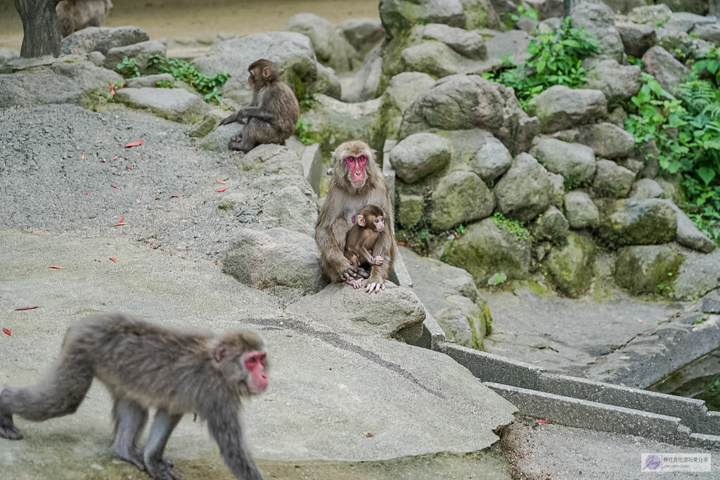 高崎山自然動物園-在地72年!近距離觀察上千隻野生日本獼猴,地瓜餵食秀超有趣/大分親子景點 @靜兒貪吃遊玩愛分享 高崎山自然動物園-在地72年!近距離觀察上千隻野生日本獼猴,地瓜餵食秀超有趣/大分親子景點 @靜兒貪吃遊玩愛分享