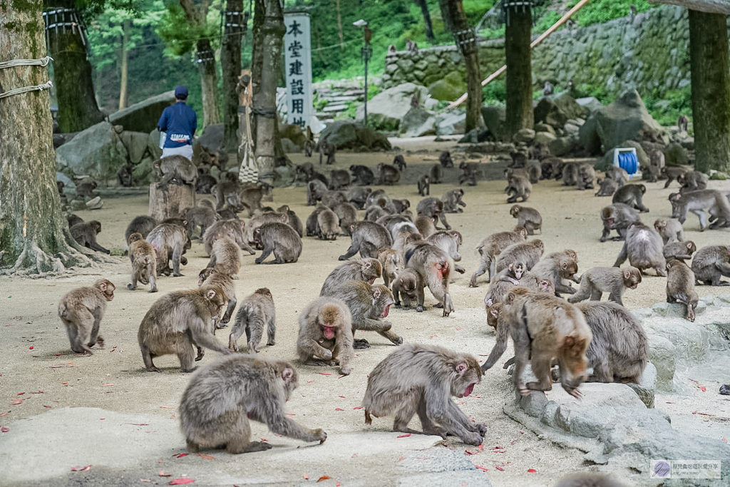 高崎山自然動物園-在地72年!近距離觀察上千隻野生日本獼猴,地瓜餵食秀超有趣/大分親子景點 @靜兒貪吃遊玩愛分享 高崎山自然動物園-在地72年!近距離觀察上千隻野生日本獼猴,地瓜餵食秀超有趣/大分親子景點 @靜兒貪吃遊玩愛分享