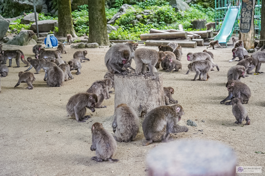 高崎山自然動物園-在地72年!近距離觀察上千隻野生日本獼猴,地瓜餵食秀超有趣/大分親子景點 @靜兒貪吃遊玩愛分享 高崎山自然動物園-在地72年!近距離觀察上千隻野生日本獼猴,地瓜餵食秀超有趣/大分親子景點 @靜兒貪吃遊玩愛分享