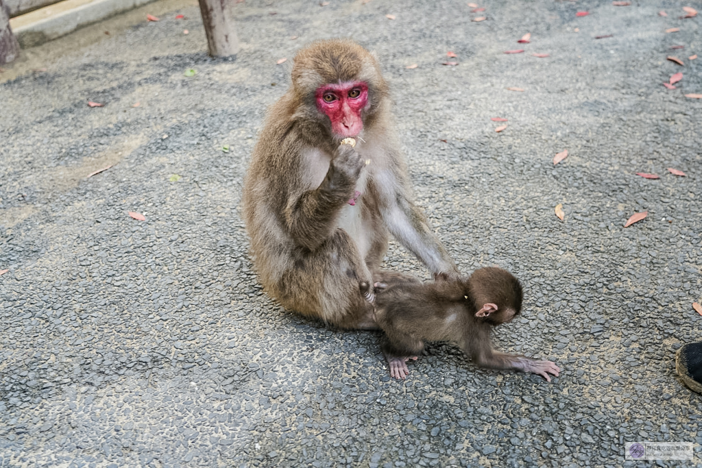 高崎山自然動物園-在地72年!近距離觀察上千隻野生日本獼猴,地瓜餵食秀超有趣/大分親子景點 @靜兒貪吃遊玩愛分享 高崎山自然動物園-在地72年!近距離觀察上千隻野生日本獼猴,地瓜餵食秀超有趣/大分親子景點 @靜兒貪吃遊玩愛分享