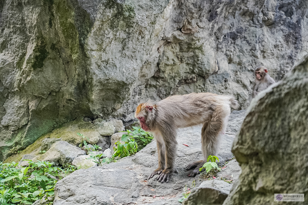 高崎山自然動物園-在地72年！近距離觀察上千隻野生日本獼猴，地瓜餵食秀超有趣/大分親子景點 @靜兒貪吃遊玩愛分享