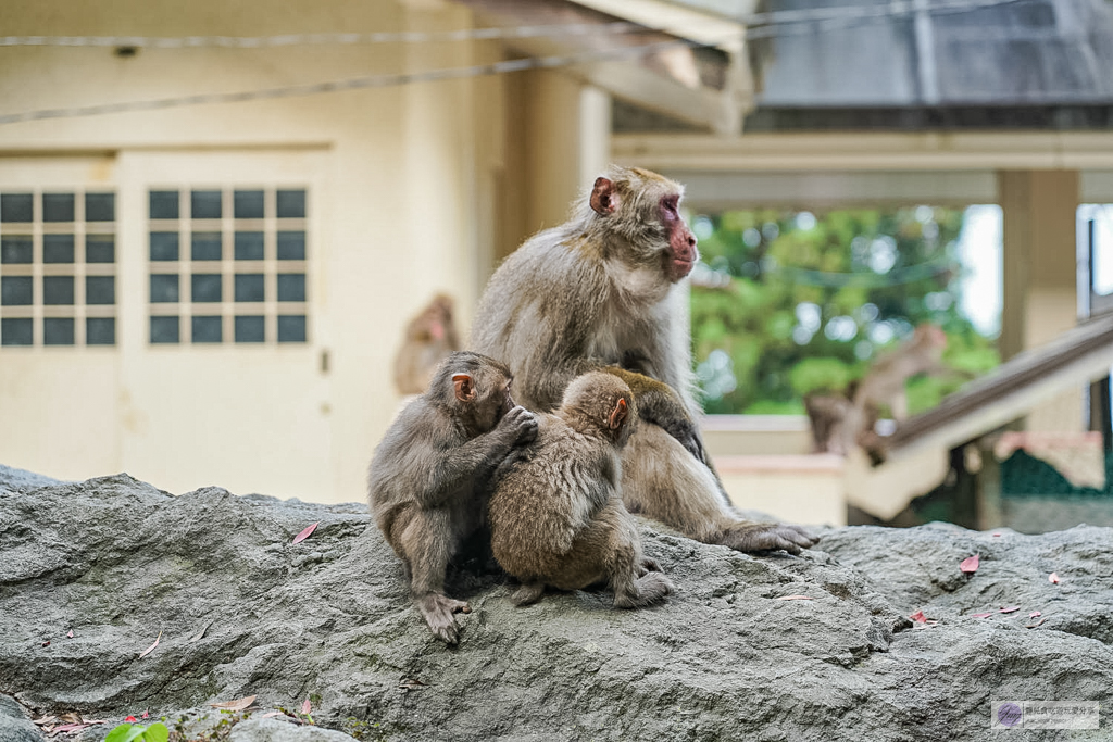 高崎山自然動物園-在地72年！近距離觀察上千隻野生日本獼猴，地瓜餵食秀超有趣/大分親子景點 @靜兒貪吃遊玩愛分享