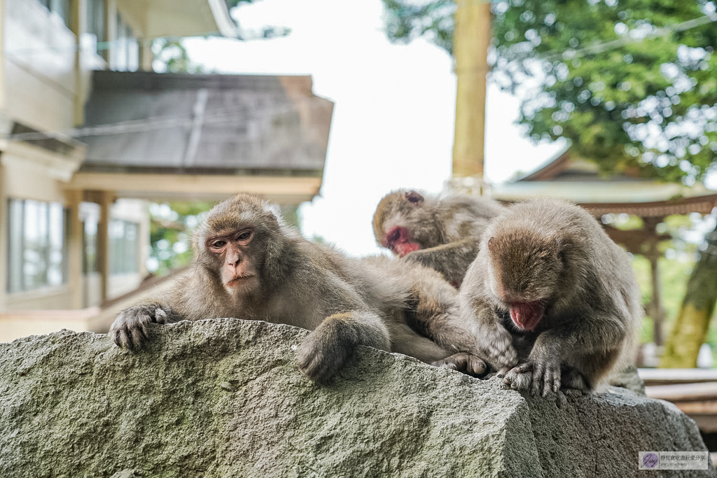 高崎山自然動物園-在地72年!近距離觀察上千隻野生日本獼猴,地瓜餵食秀超有趣/大分親子景點 @靜兒貪吃遊玩愛分享 高崎山自然動物園-在地72年!近距離觀察上千隻野生日本獼猴,地瓜餵食秀超有趣/大分親子景點 @靜兒貪吃遊玩愛分享