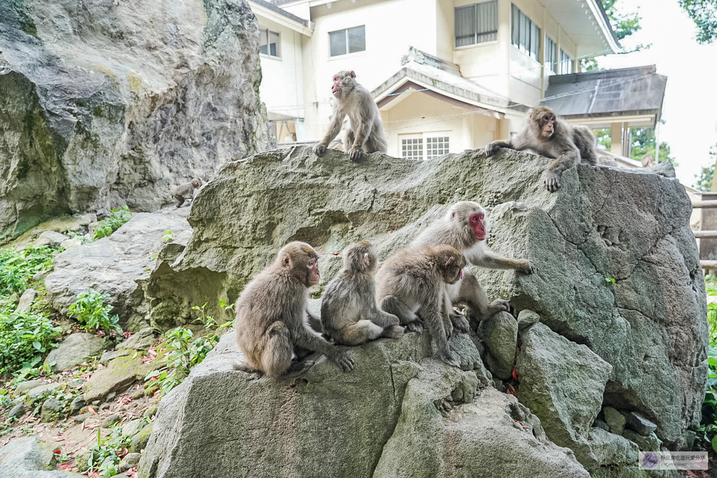 高崎山自然動物園-在地72年！近距離觀察上千隻野生日本獼猴，地瓜餵食秀超有趣/大分親子景點 @靜兒貪吃遊玩愛分享
