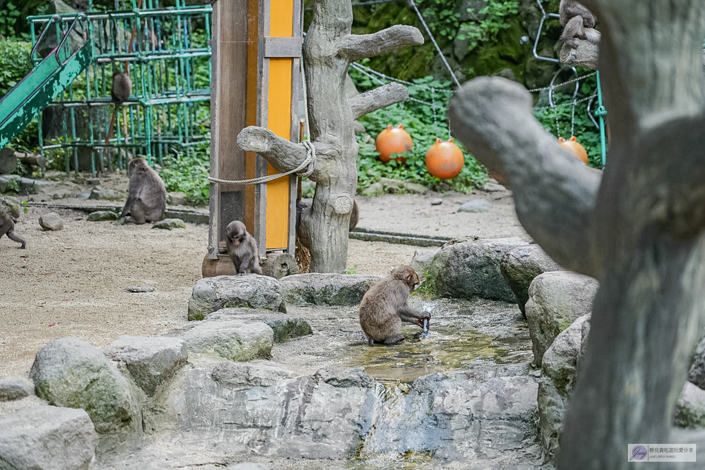 高崎山自然動物園-在地72年!近距離觀察上千隻野生日本獼猴,地瓜餵食秀超有趣/大分親子景點 @靜兒貪吃遊玩愛分享 高崎山自然動物園-在地72年!近距離觀察上千隻野生日本獼猴,地瓜餵食秀超有趣/大分親子景點 @靜兒貪吃遊玩愛分享
