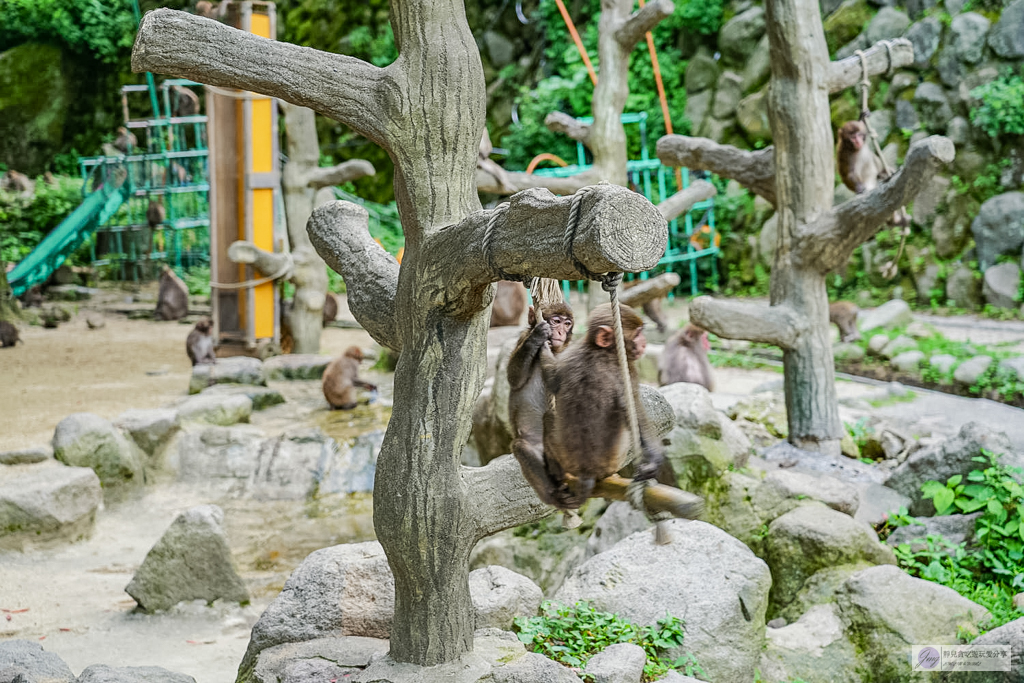 高崎山自然動物園-在地72年！近距離觀察上千隻野生日本獼猴，地瓜餵食秀超有趣/大分親子景點 @靜兒貪吃遊玩愛分享