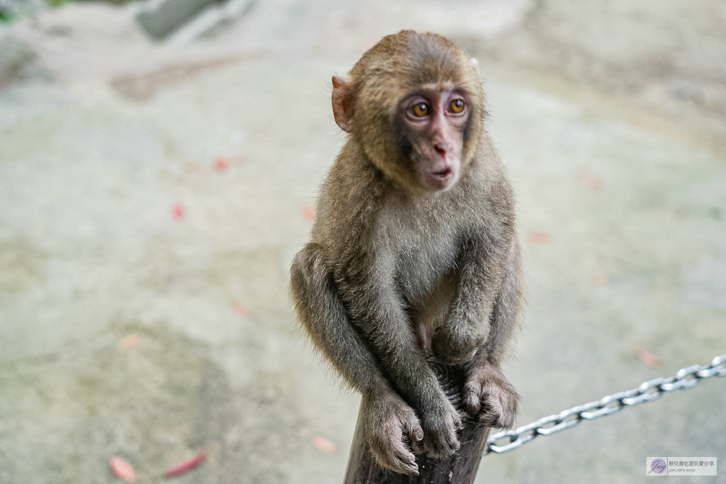 高崎山自然動物園-在地72年!近距離觀察上千隻野生日本獼猴,地瓜餵食秀超有趣/大分親子景點 @靜兒貪吃遊玩愛分享 高崎山自然動物園-在地72年!近距離觀察上千隻野生日本獼猴,地瓜餵食秀超有趣/大分親子景點 @靜兒貪吃遊玩愛分享