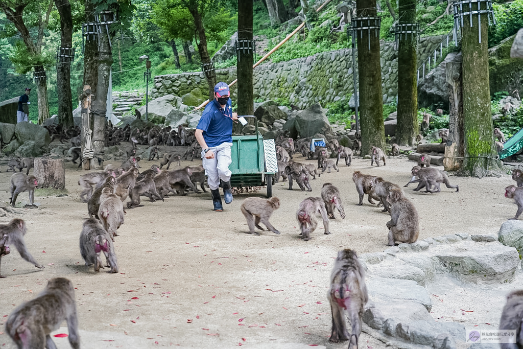 高崎山自然動物園-在地72年!近距離觀察上千隻野生日本獼猴,地瓜餵食秀超有趣/大分親子景點 @靜兒貪吃遊玩愛分享 高崎山自然動物園-在地72年!近距離觀察上千隻野生日本獼猴,地瓜餵食秀超有趣/大分親子景點 @靜兒貪吃遊玩愛分享