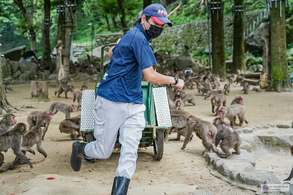 高崎山自然動物園-在地72年!近距離觀察上千隻野生日本獼猴,地瓜餵食秀超有趣/大分親子景點 @靜兒貪吃遊玩愛分享 高崎山自然動物園-在地72年!近距離觀察上千隻野生日本獼猴,地瓜餵食秀超有趣/大分親子景點 @靜兒貪吃遊玩愛分享