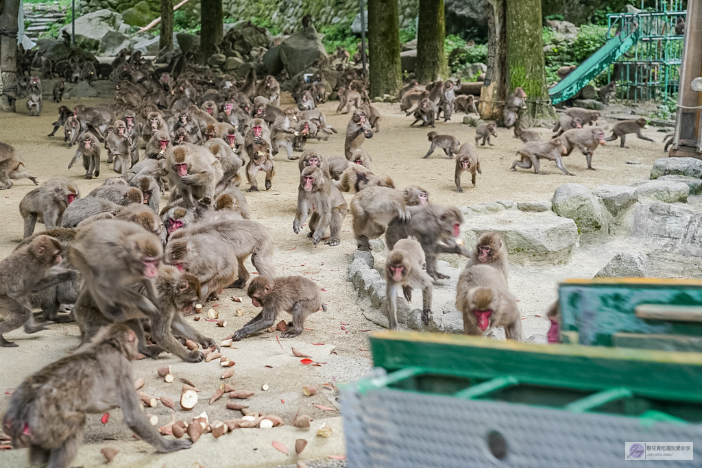 高崎山自然動物園-在地72年！近距離觀察上千隻野生日本獼猴，地瓜餵食秀超有趣/大分親子景點 @靜兒貪吃遊玩愛分享