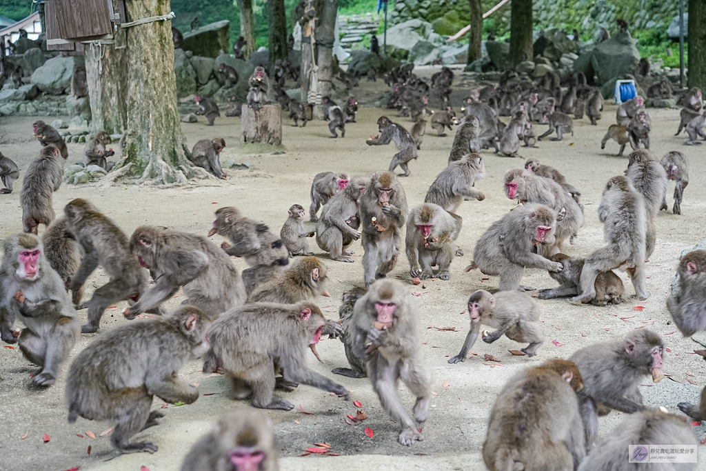 高崎山自然動物園-在地72年!近距離觀察上千隻野生日本獼猴,地瓜餵食秀超有趣/大分親子景點 @靜兒貪吃遊玩愛分享 高崎山自然動物園-在地72年!近距離觀察上千隻野生日本獼猴,地瓜餵食秀超有趣/大分親子景點 @靜兒貪吃遊玩愛分享