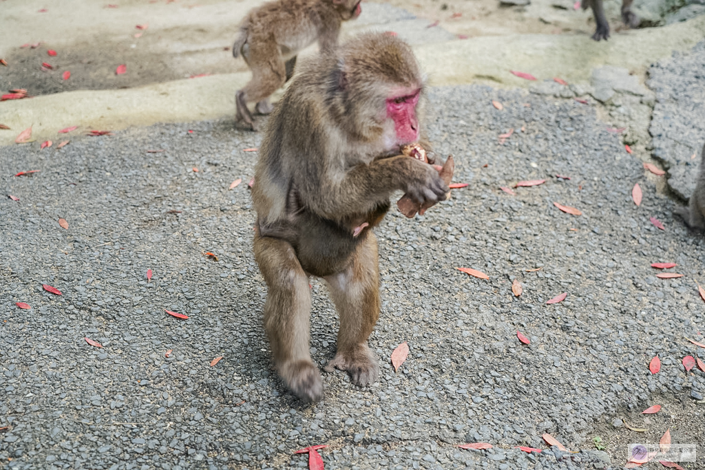 高崎山自然動物園-在地72年!近距離觀察上千隻野生日本獼猴,地瓜餵食秀超有趣/大分親子景點 @靜兒貪吃遊玩愛分享 高崎山自然動物園-在地72年!近距離觀察上千隻野生日本獼猴,地瓜餵食秀超有趣/大分親子景點 @靜兒貪吃遊玩愛分享