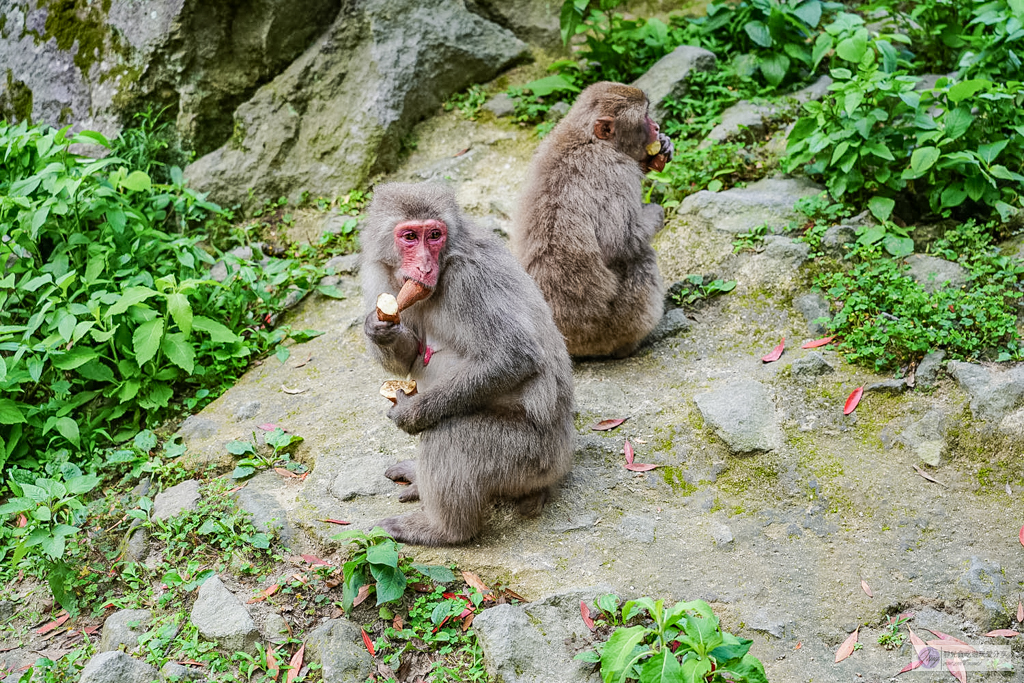 高崎山自然動物園-在地72年!近距離觀察上千隻野生日本獼猴,地瓜餵食秀超有趣/大分親子景點 @靜兒貪吃遊玩愛分享 高崎山自然動物園-在地72年!近距離觀察上千隻野生日本獼猴,地瓜餵食秀超有趣/大分親子景點 @靜兒貪吃遊玩愛分享