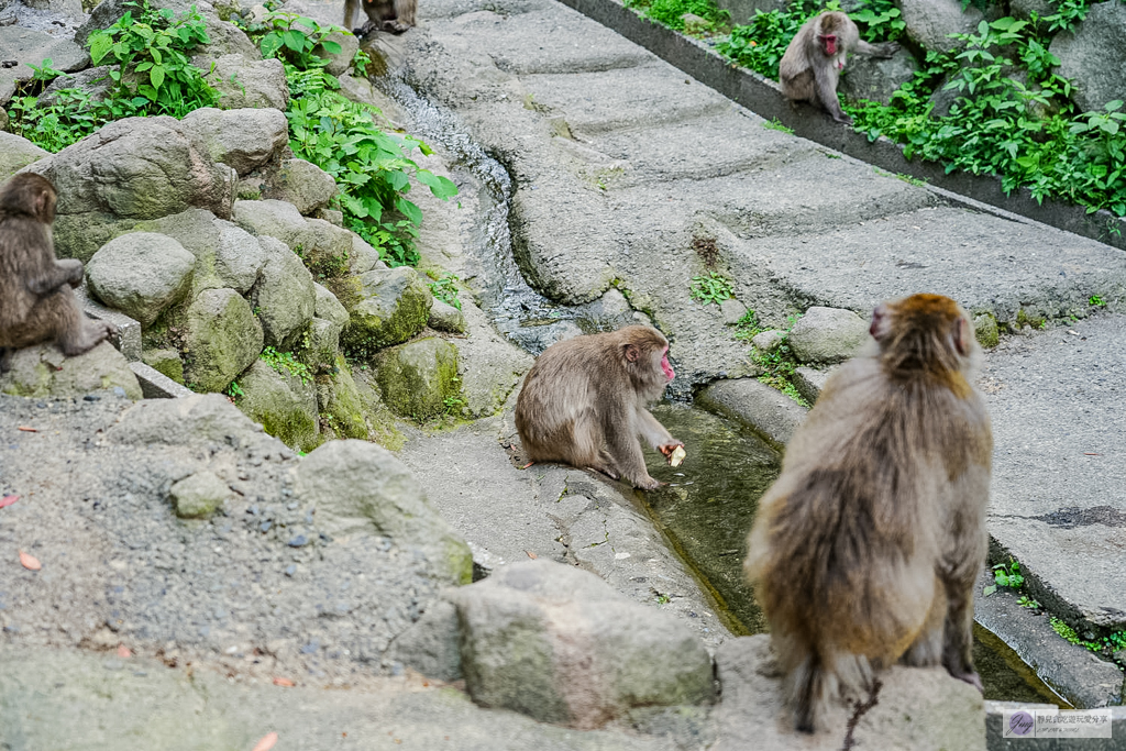 高崎山自然動物園-在地72年!近距離觀察上千隻野生日本獼猴,地瓜餵食秀超有趣/大分親子景點 @靜兒貪吃遊玩愛分享 高崎山自然動物園-在地72年!近距離觀察上千隻野生日本獼猴,地瓜餵食秀超有趣/大分親子景點 @靜兒貪吃遊玩愛分享