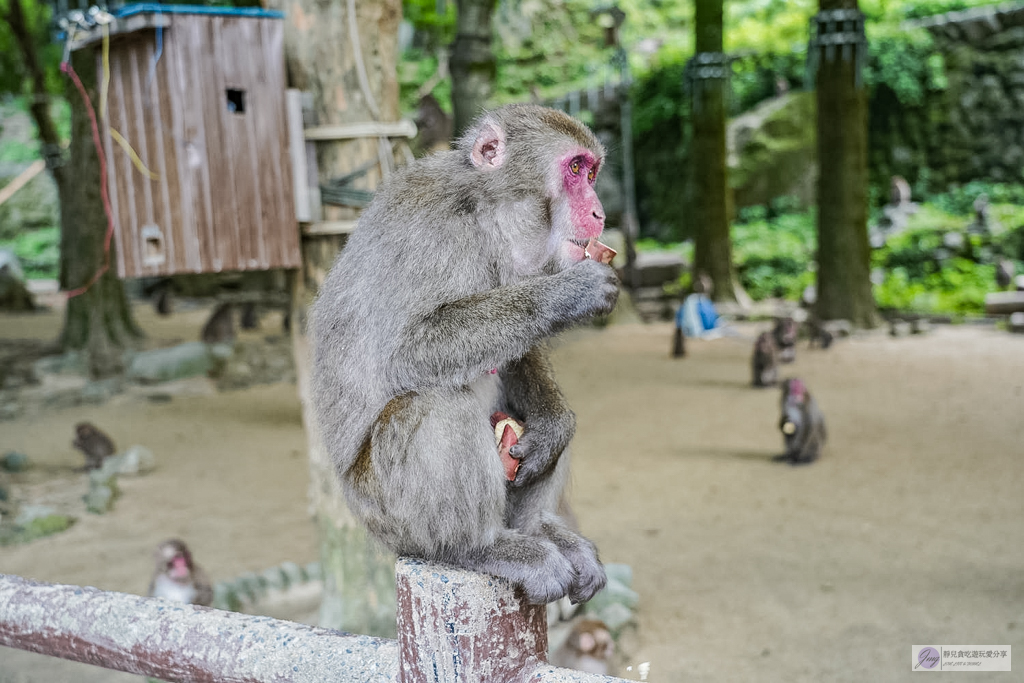 高崎山自然動物園-在地72年!近距離觀察上千隻野生日本獼猴,地瓜餵食秀超有趣/大分親子景點 @靜兒貪吃遊玩愛分享 高崎山自然動物園-在地72年!近距離觀察上千隻野生日本獼猴,地瓜餵食秀超有趣/大分親子景點 @靜兒貪吃遊玩愛分享