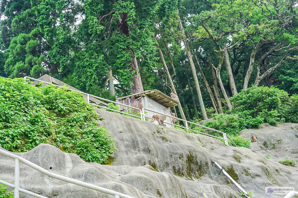 高崎山自然動物園-在地72年!近距離觀察上千隻野生日本獼猴,地瓜餵食秀超有趣/大分親子景點 @靜兒貪吃遊玩愛分享 高崎山自然動物園-在地72年!近距離觀察上千隻野生日本獼猴,地瓜餵食秀超有趣/大分親子景點 @靜兒貪吃遊玩愛分享