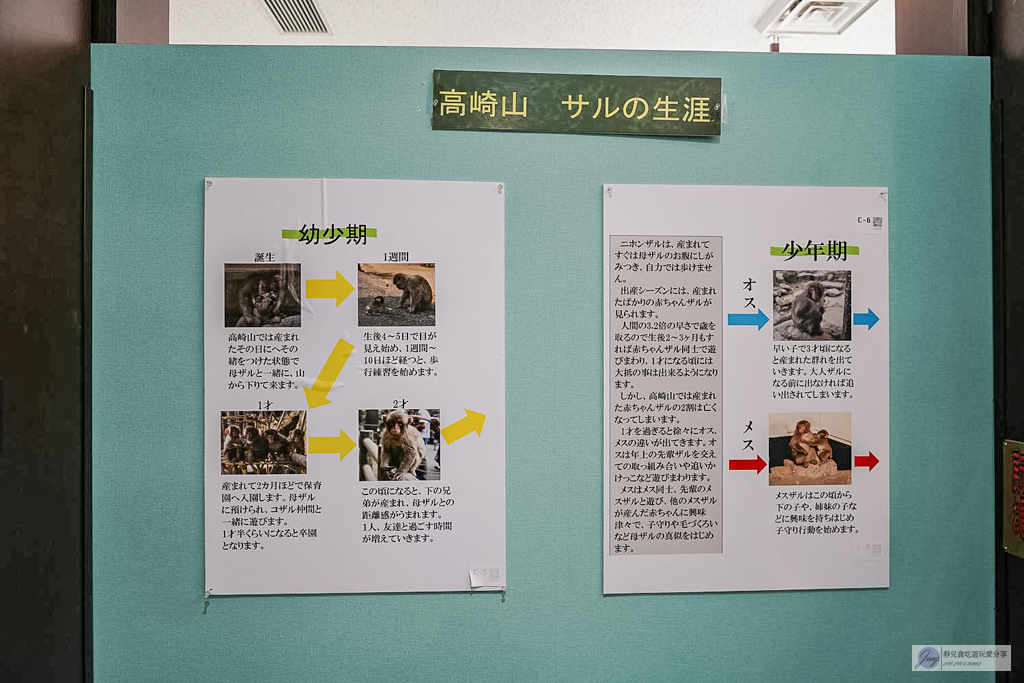 高崎山自然動物園-在地72年!近距離觀察上千隻野生日本獼猴,地瓜餵食秀超有趣/大分親子景點 @靜兒貪吃遊玩愛分享 高崎山自然動物園-在地72年!近距離觀察上千隻野生日本獼猴,地瓜餵食秀超有趣/大分親子景點 @靜兒貪吃遊玩愛分享