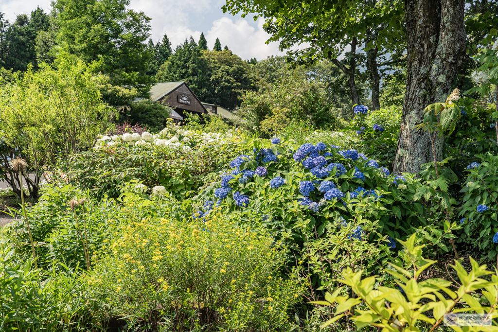 久住花公園-500種花卉輪番綻放！春賞鬱金香、夏採薰衣草、秋日粉嫩櫻花一次滿足 @靜兒貪吃遊玩愛分享